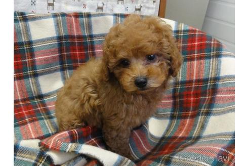 成約済の宮城県のトイプードル-216569の6枚目